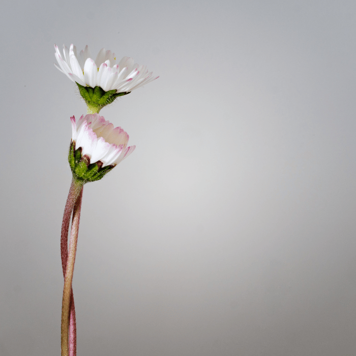 medical appointment companion for seniors in vancouver